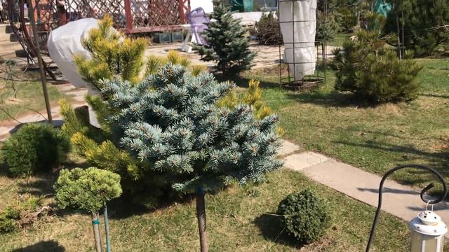 Ель колючая Сейнт Мэри’с Брум/ Picea pungens St. Mary’s Broom смотреть онлайн