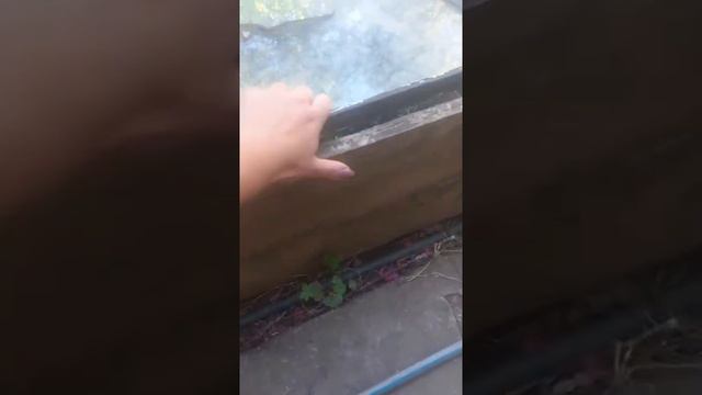 размножение лаванды июнь .дубль2 смотреть онлайн