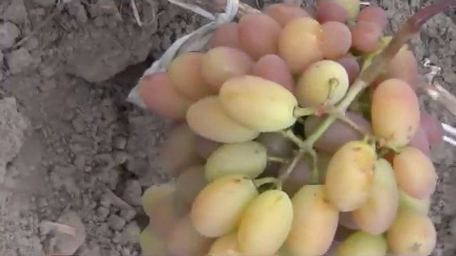 Вот такой можно вырастить виноград биологическим способом (во Владимирской области) смотреть онлайн