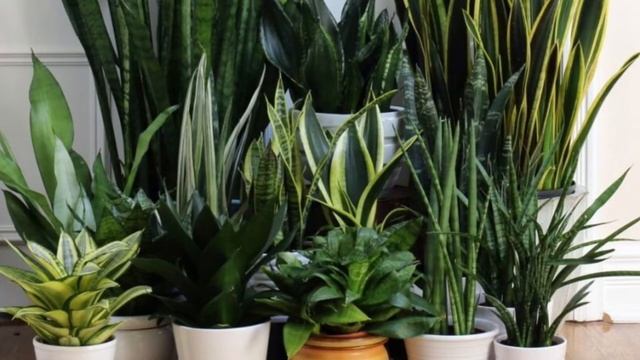 САНСЕВИЕРИЯ. РАЗМНОЖЕНИЕ ЛИСТОМ. САНСЕВИЕРИЯ ХАННИ. ОБЗОР