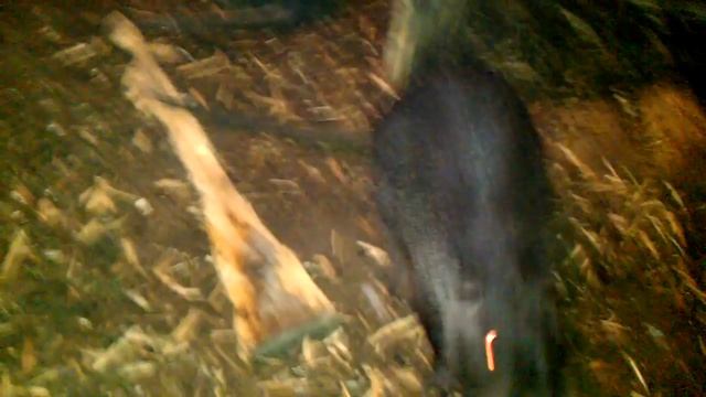 Разведение нутрий — Инбридинг смотреть онлайн