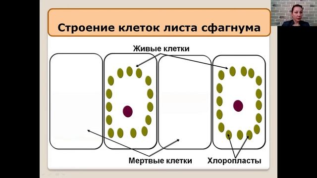 Мхи 5 класс смотреть онлайн