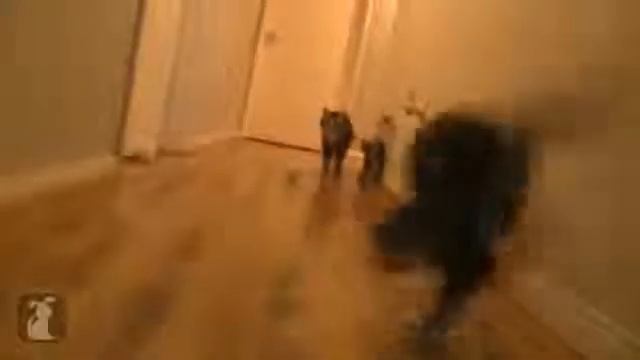 Смешной котенок сильно испугался смотреть онлайн