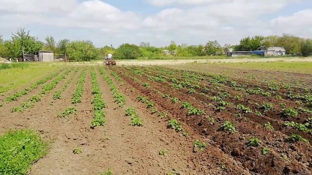 ОКУЧИВАЮ КАРТОФЕЛЬ, КАРТОФЕЛЬНЫЕ ЖУЛИКИ. Вредители картофеля. смотреть онлайн