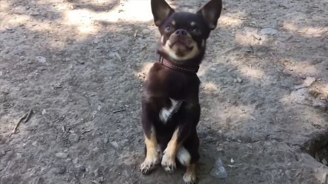 Как научить собаку команде суслик| Команда Зайка или Служить?| Дрессировка собак смотреть онлайн