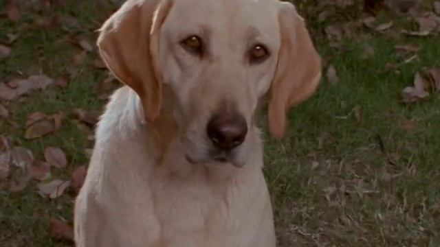 Tracey Ullman - Big Yellow Dog Song смотреть онлайн