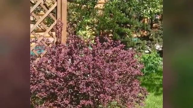 Лето на даче! смотреть онлайн