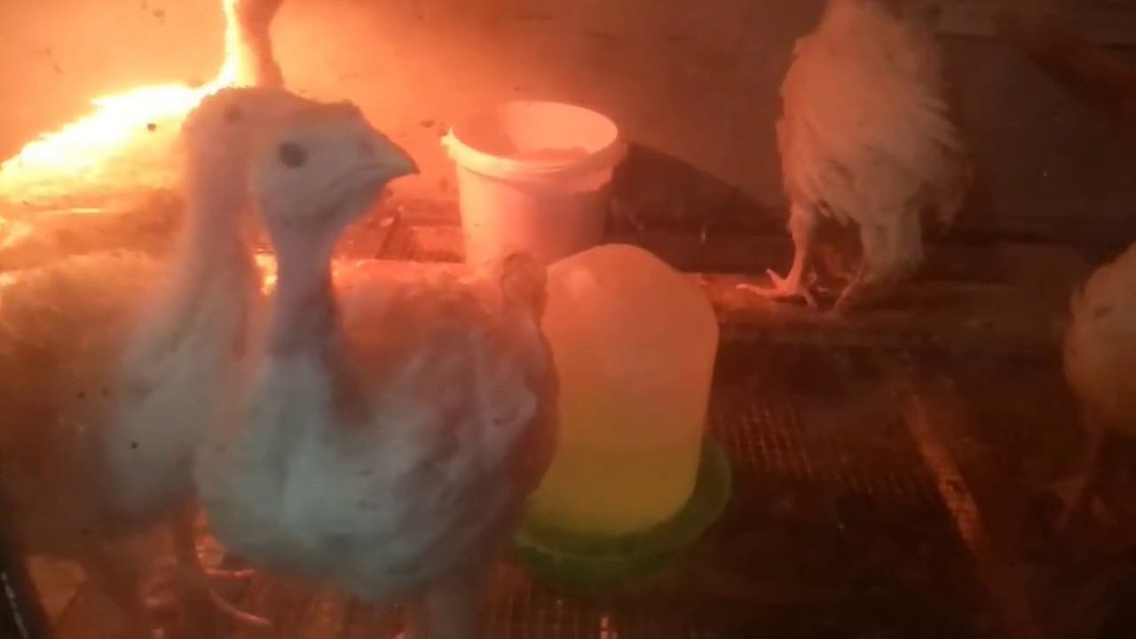 индюшатам 4 недели, взвешивание смотреть онлайн