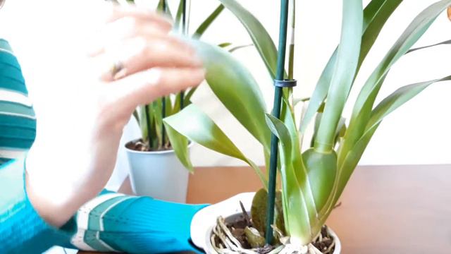 Орхидея камбрия. смотреть онлайн