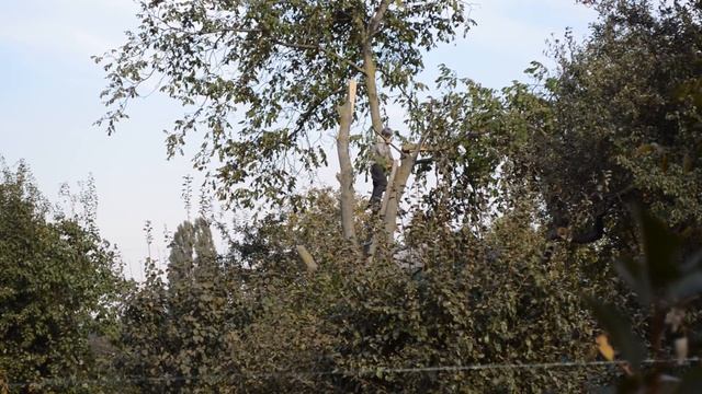 Чувак пилит дерево на опасной высоте смотреть онлайн