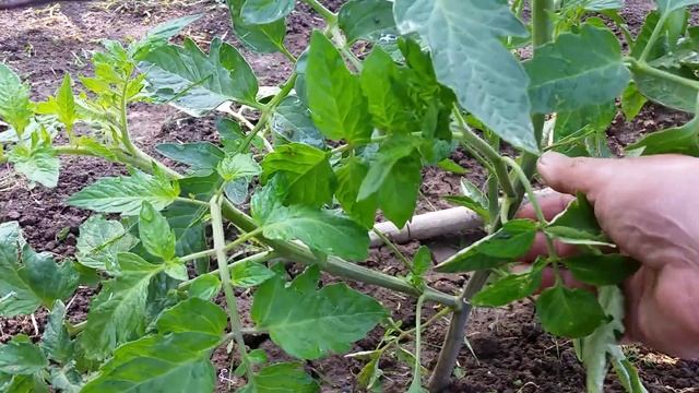 Как се култучи домат. Колтучене на домати смотреть онлайн