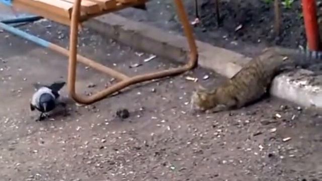 Ворона и кошка кто хитрей؟ Ворона жжет 1 смотреть онлайн