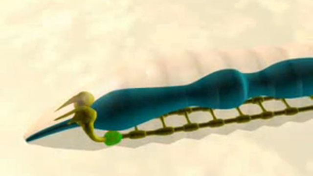 ЦНС кольчатых червей