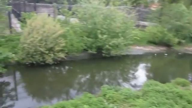 Калининград Зоопарк Парковый ручей смотреть онлайн