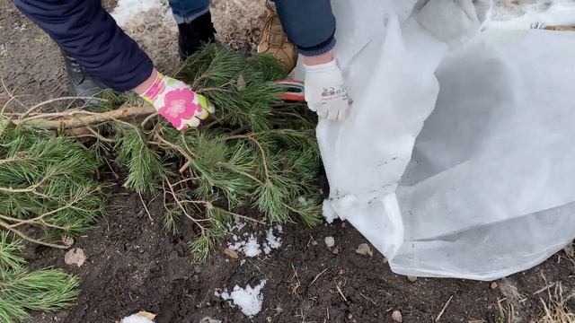 ОТКРЫТИЕ РОЗ ПОСЛЕ МОРОЗОВ [дача в радость] смотреть онлайн