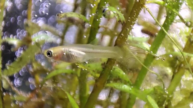 Guppy Fish Birth Day 1 (Little Babies) смотреть онлайн
