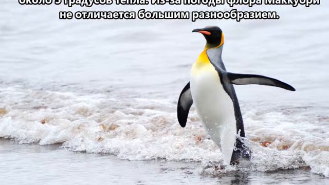 VK0MH Остров Маккуори. С сайта dxing.at-communication.com смотреть онлайн
