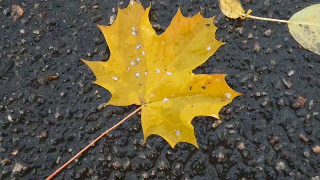 Женщина осень