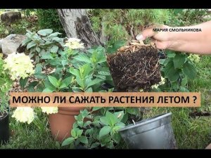 Можно ли сажать растения летом ?