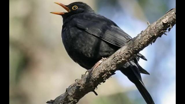 Голоса птиц-Черный дрозд (Turdus merula) смотреть онлайн