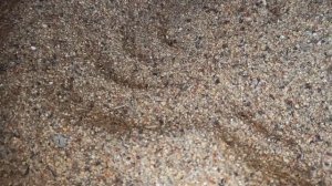 Можно ли кормить свиней просом и гречкой// Тестирую корм☝️Рискую☝️Вам не советую☝️Нужно подождать☝️