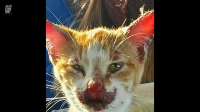 Котёнок серьёзно пострадал из-за того, что кусал рождественские гирлянды и рассказы добрых людей смотреть онлайн