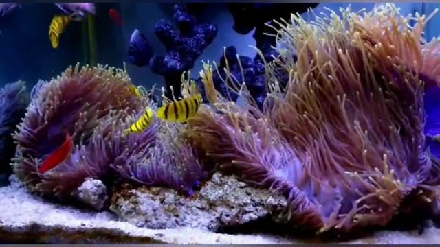 anemone tank 🥰🥰 смотреть онлайн