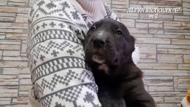 Чёрный щенок, кобель, доступен/ Black puppy, male, available. смотреть онлайн