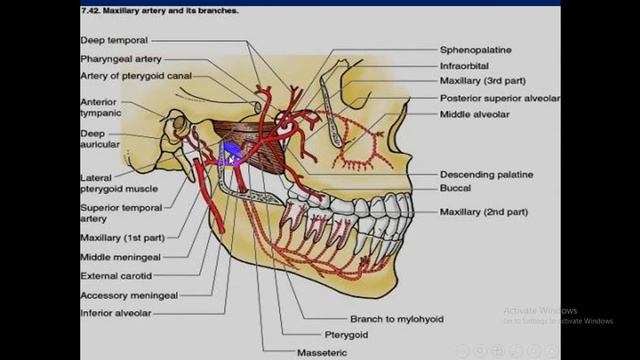 Head & Neck Anatomy Lec 8 смотреть онлайн