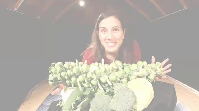 Domesticated Mustard - Brassica oleracea (broccoli, cabbage, brussels sprouts ... ) смотреть онлайн