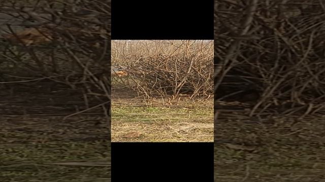 Воробьи. смотреть онлайн