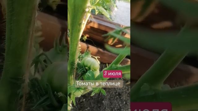 Томаты в теплице. #томаты #теплица #деревяннаятеплица #greenhouse #дача #дом смотреть онлайн