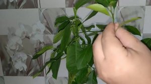 Как Привить Лимон В Домашних Условиях Лимон Из Косточки В Горшке Домашний Лимон