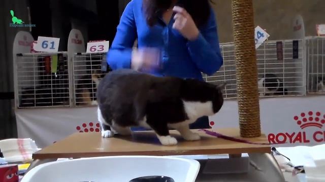 ✅ Посмотрите! Ну Очень Красивый и Спокойный Шотландский Кот (Скоттиш Страйт) ? ПОРОДЫ КОШЕК смотреть онлайн