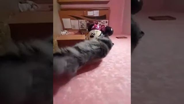 Беспокойный кот/Noizy cat смотреть онлайн