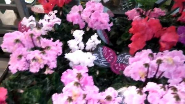 Cyclamen
