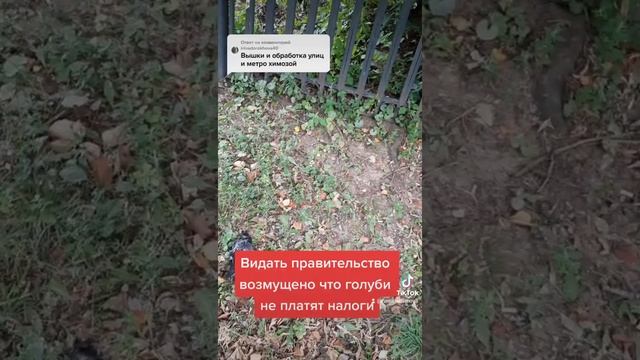 Если не травят людей в городе и по всей стране, то от чего умирают голуби? Массовая гибель голубей смотреть онлайн