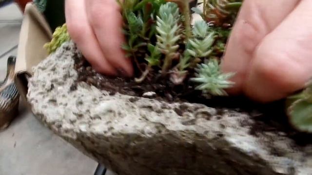 Sedum Sod - Instant Full & Lush Planted Hypertufa Pot смотреть онлайн