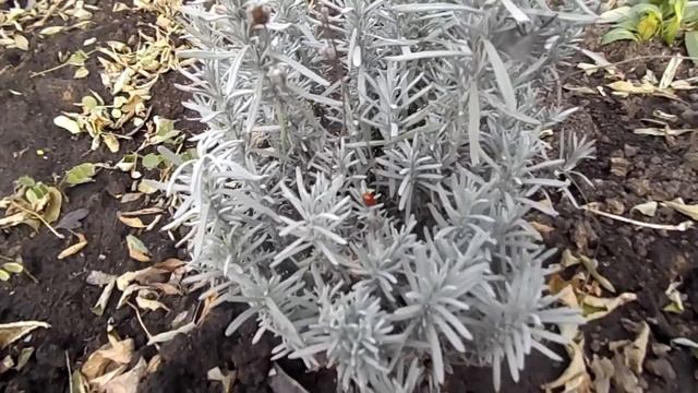 УХОД ЗА ЛАВАНДОЙ.ОСЕННИЕ МЕРОПРИЯТИЯ. смотреть онлайн