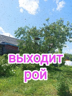 Выход роя пчёл. И дальнейшая его судьба. Пчеловодство!