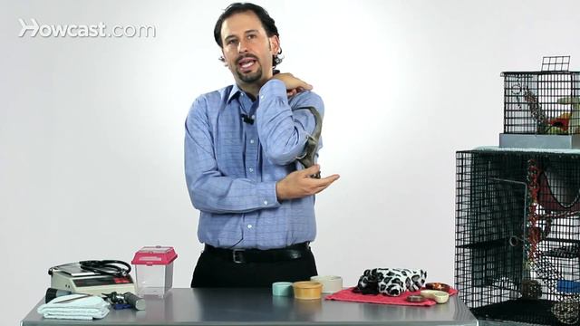 Protect Sugar Glider from Home Hazards | Sugar Gliders смотреть онлайн