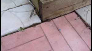 Грядки-короба  своими руками из досок и плоского шифера