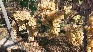 Один из лучших осенних сортов винограда Валентина