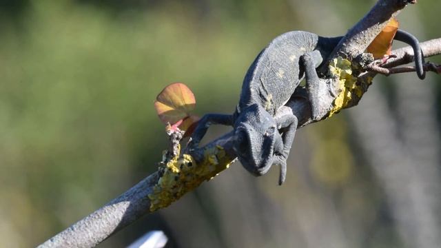 זִקִית,chameleon.,Хамелеон смотреть онлайн