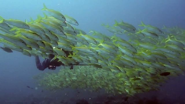 Raa Atoll underwater scuba diving working Maldives смотреть онлайн