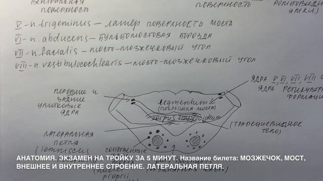 Билет 014. МОЗЖЕЧОК, МОСТ, ВНЕШНЕЕ И ВНУТРЕННЕЕ СТРОЕНИЕ. ЛАТЕРАЛЬНАЯ ПЕТЛЯ. смотреть онлайн