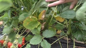 Роксана клубника. Один из наших любимых сортов