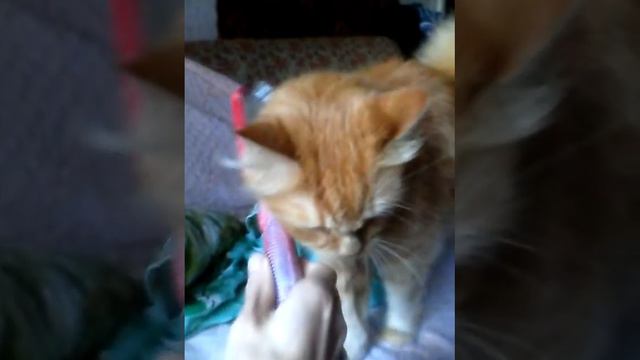 Гламурный кот собирается на свидание. смотреть онлайн