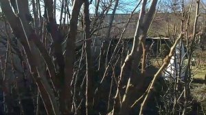 Обрезка колоновидных  деревьев. Слива, алыча.  2 часть.