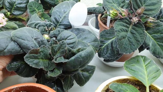 ОБЗОР СТЕЛЛАЖЕЙ И ЦВЕТУЩИХ ГЛОКСИНИЙ ПРО ПОЛИВ И ПРОСТО ГОВОРИЛКА ПРО УХОД ЗА ГЛОКСИНИЯМИ 13.10.21 смотреть онлайн